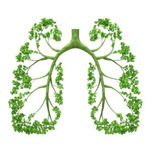 Novel dual PDE3/PDE4 inhibitor shows promise in COPD