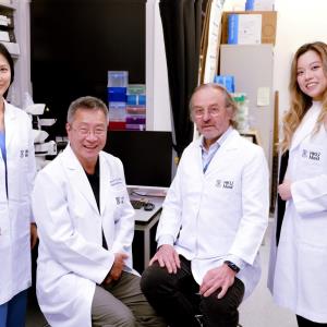 Safe genome-edited, immune-evasive human stem cells promising for therapeutic use