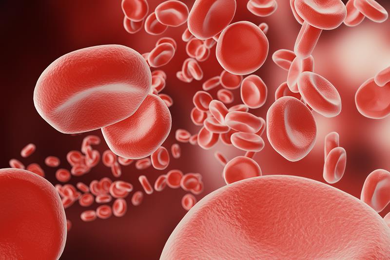 Nipocalimab shows rapid, durable Hgb improvements in adults with wAIHA