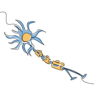 Does MS relapse after stopping ponesimod?
