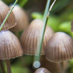 Psilocybin demonstrates therapeutic potential in cocaine use disorder