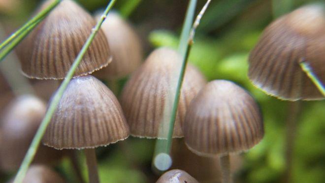 Psilocybin demonstrates therapeutic potential in cocaine use disorder