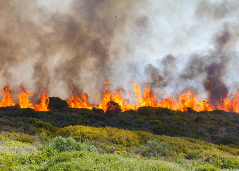 Prenatal wildfire exposure in women with asthma adversely affects neonatal outcomes